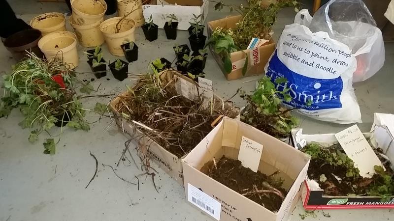 Free plants at PACT Seedy Saturday