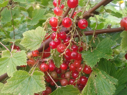 Redcurrants