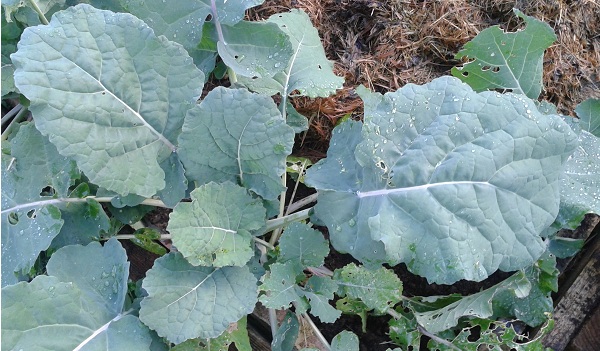 Asparagus kale leaves