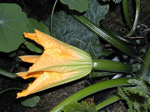 Courgettes