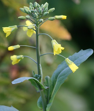 The asparagus kale shoots can be eaten raw or lightly steamed