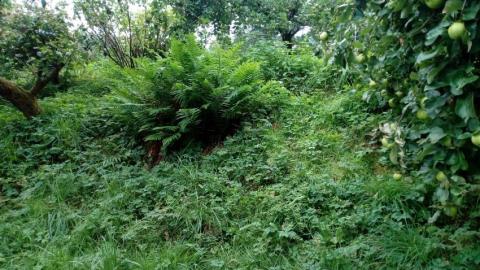 a carefully mown bank, now a dedicated space for hunting owls