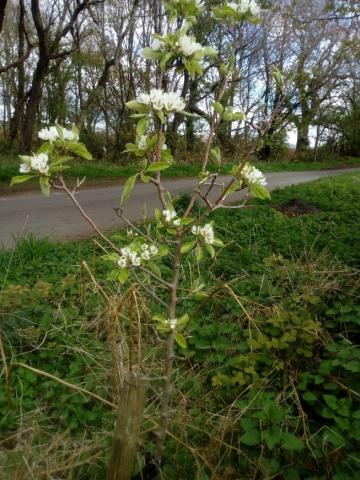 New roadside pear tree